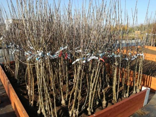 Prodej ovocných stromů a keřů